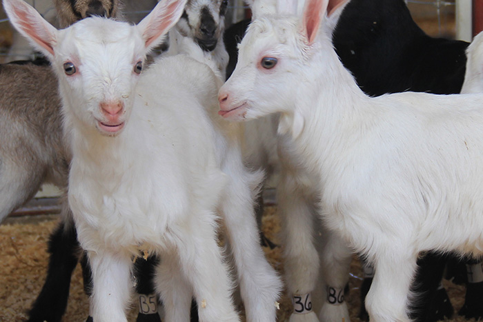 Venta de cabritos jóvenes (crías)